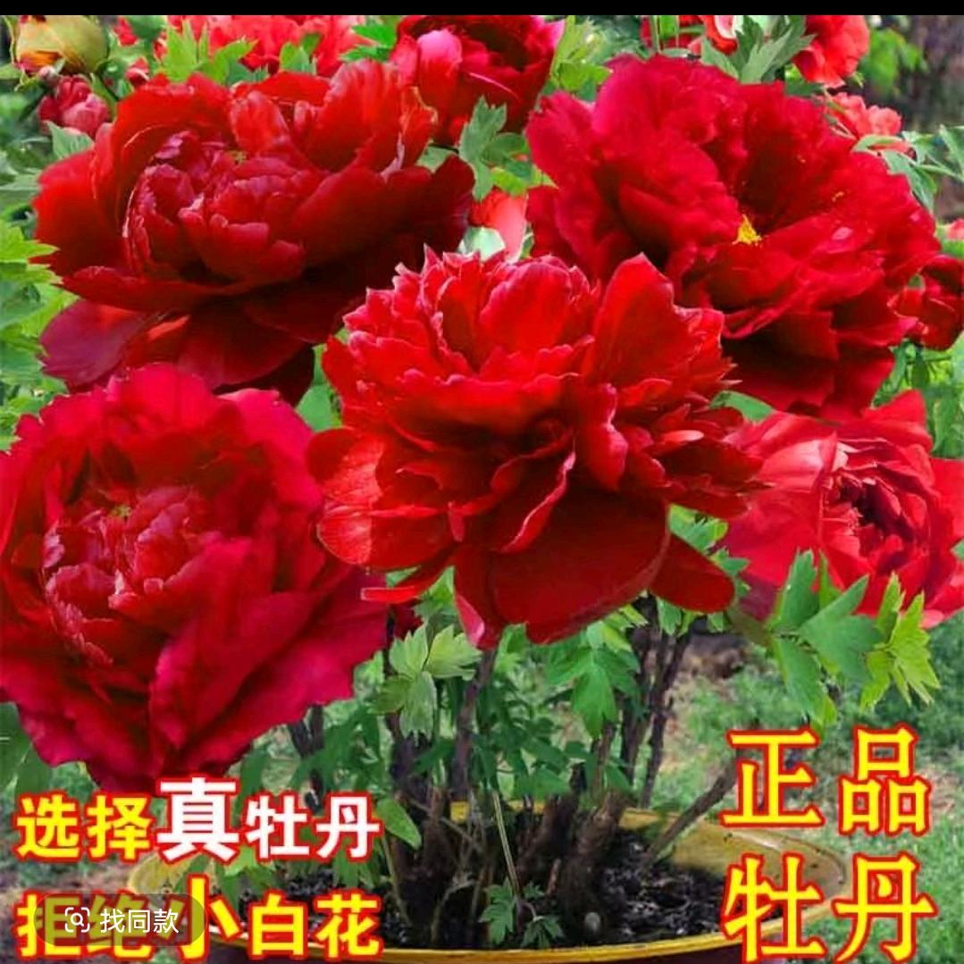 王牡丹百货