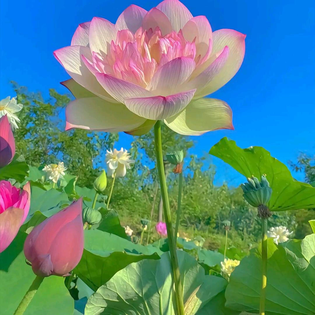 李老奶奶