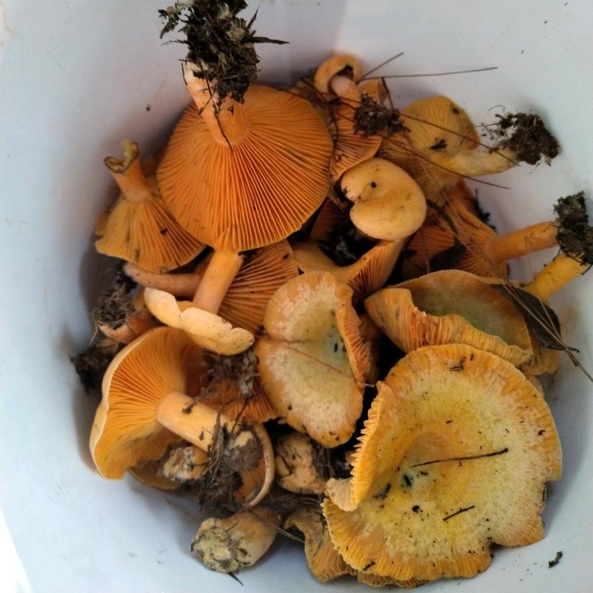 随心所欲