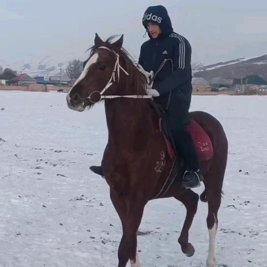 qawandaz 🏇🏇