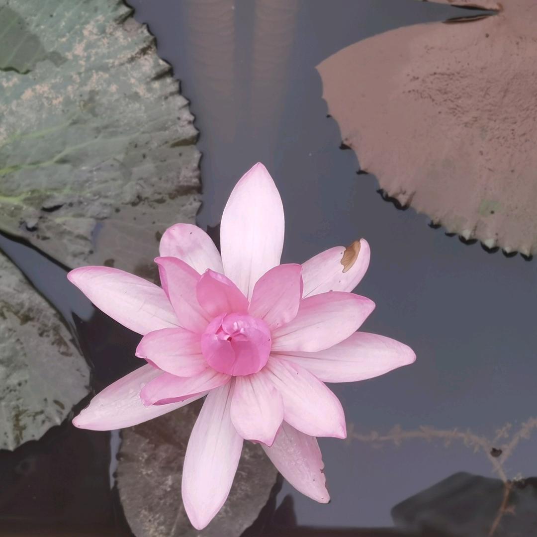 柳林