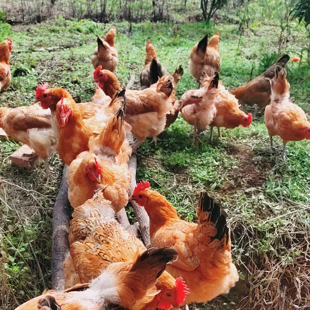 霖霖家的小农场。🕊️