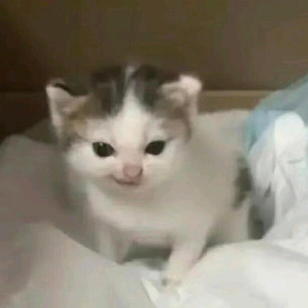 meme雪糕