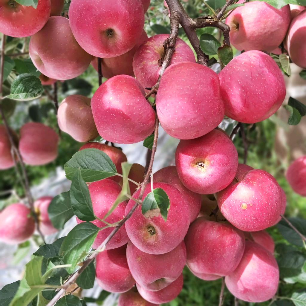 顺其自然