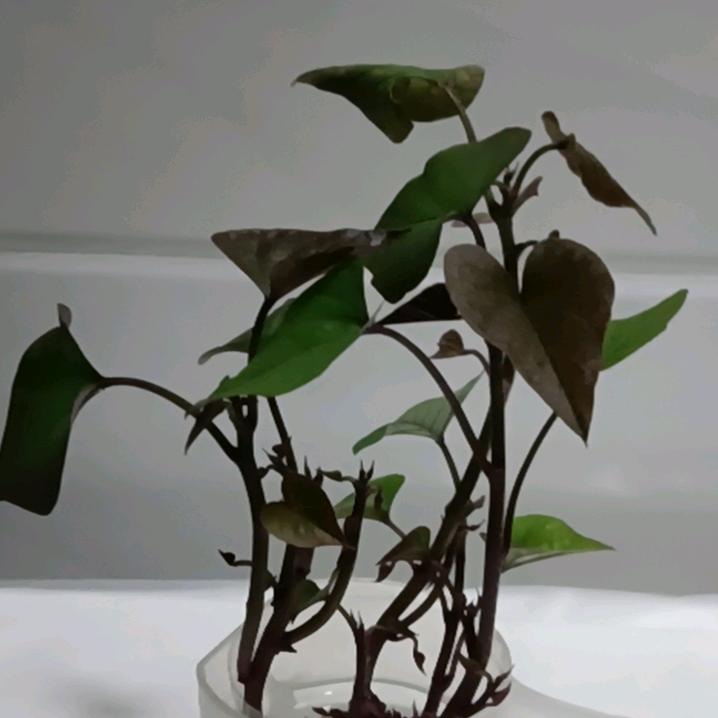 笑对人生