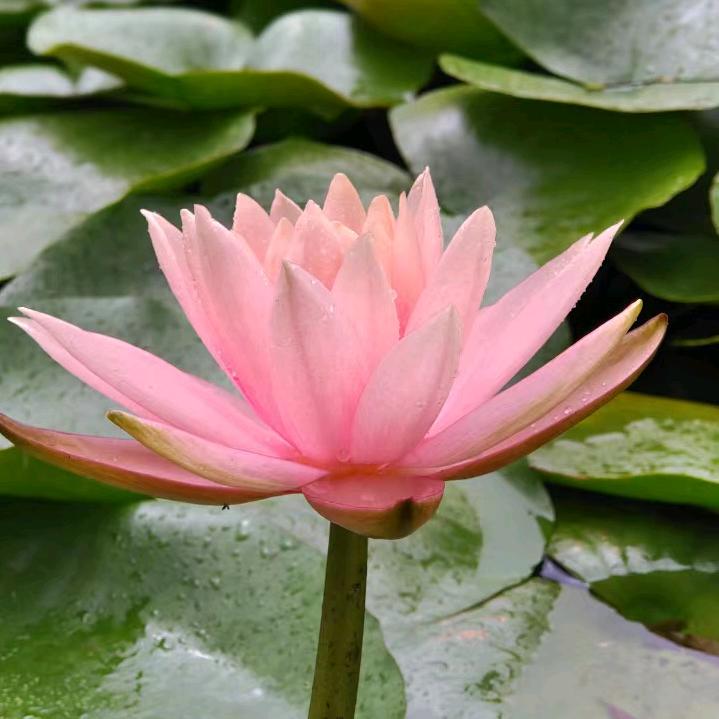 萌虎王