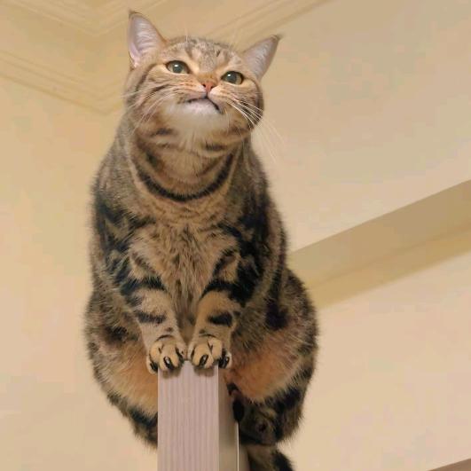 祺