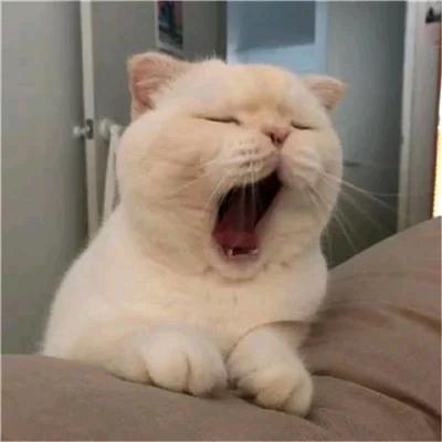 会是兰果