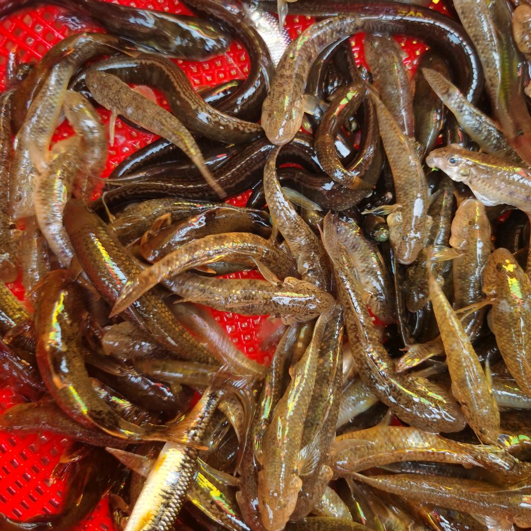 小河鱼/鱼生（临桂店）