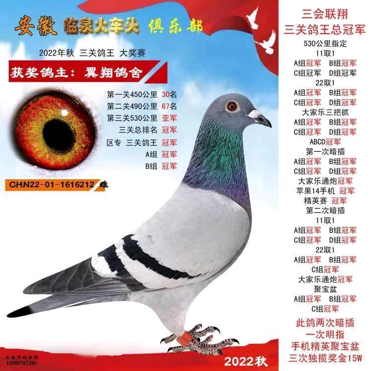 翼翔鸽舍&朱子杰