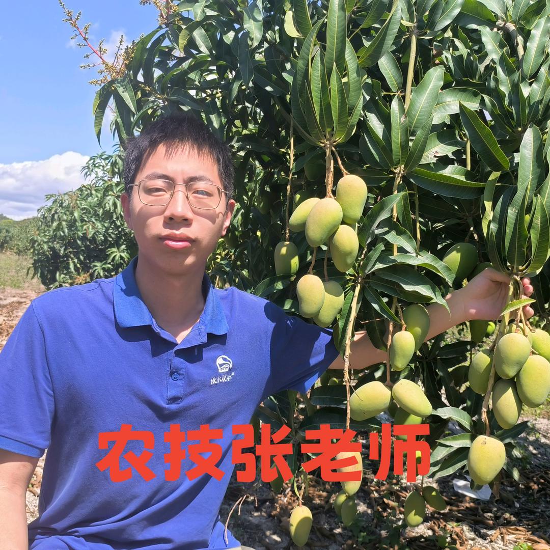 双丰芒果张老师讲调控