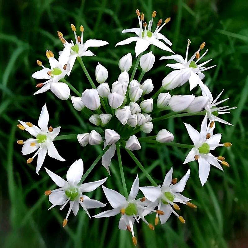 韭菜花