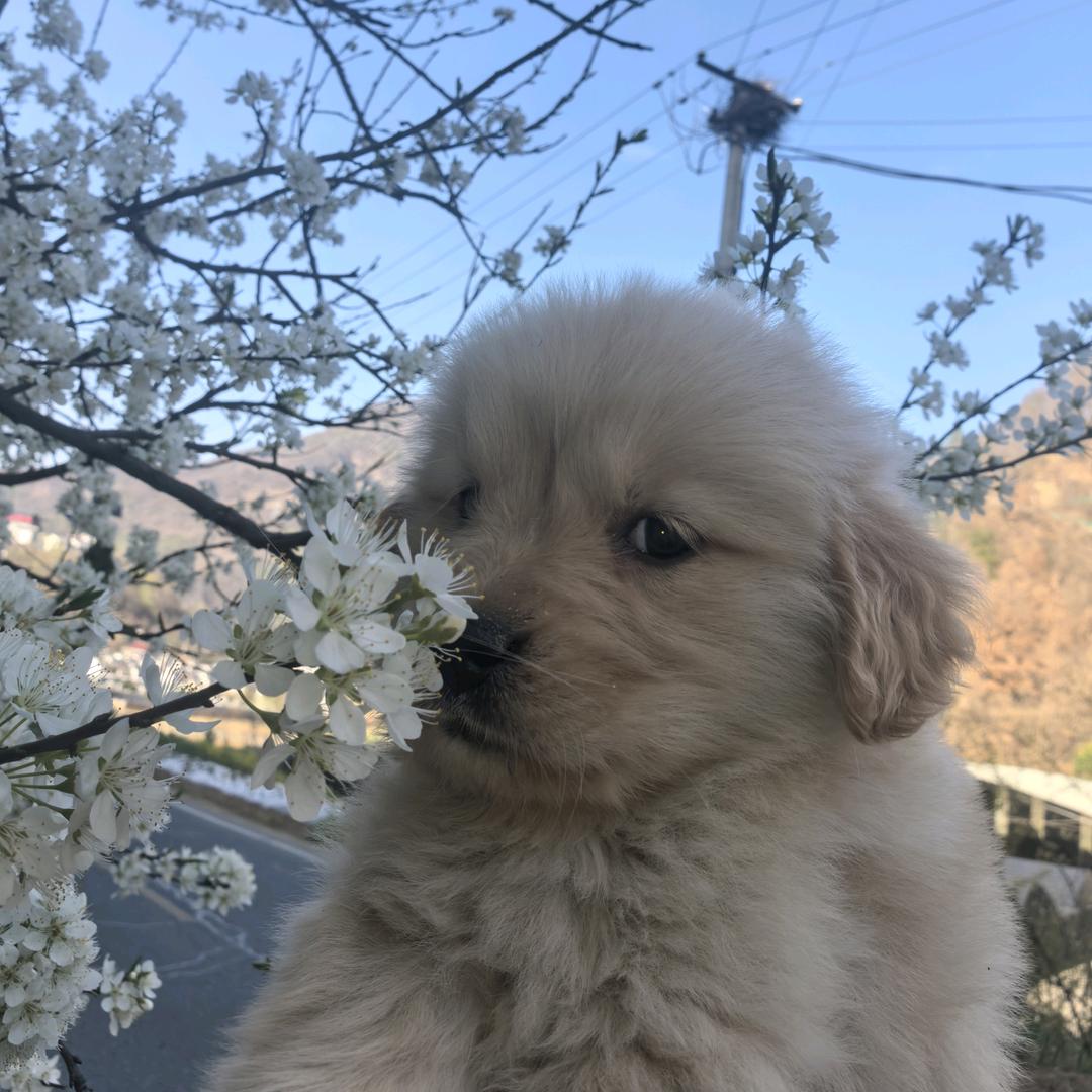 小🐶