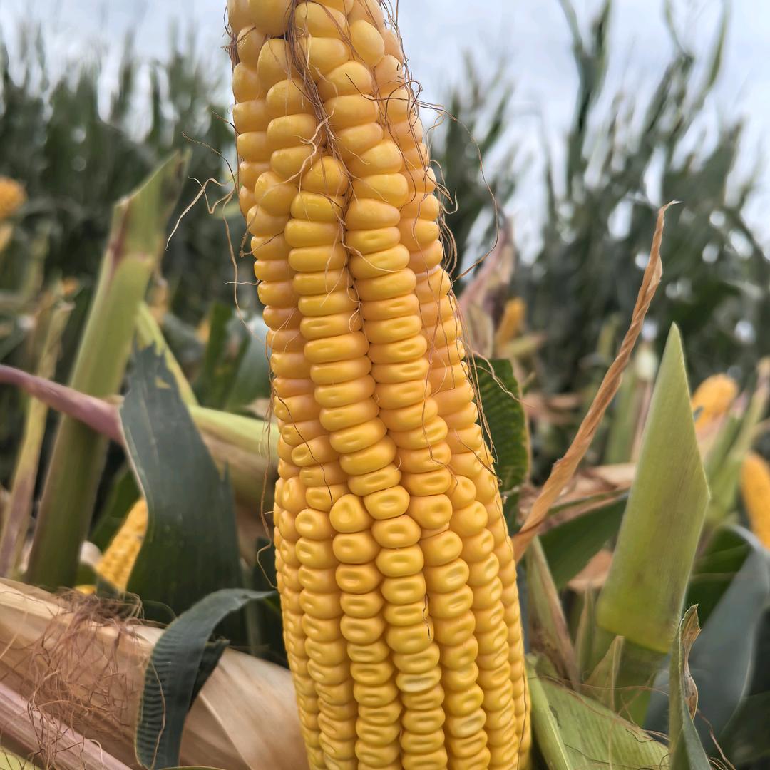 我妈说我从小就缺心眼儿啊