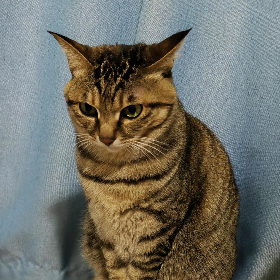 来福猫猫