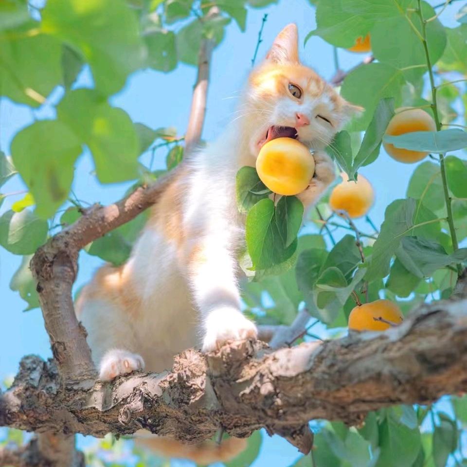 祁婴的曲奇 小饼干儿