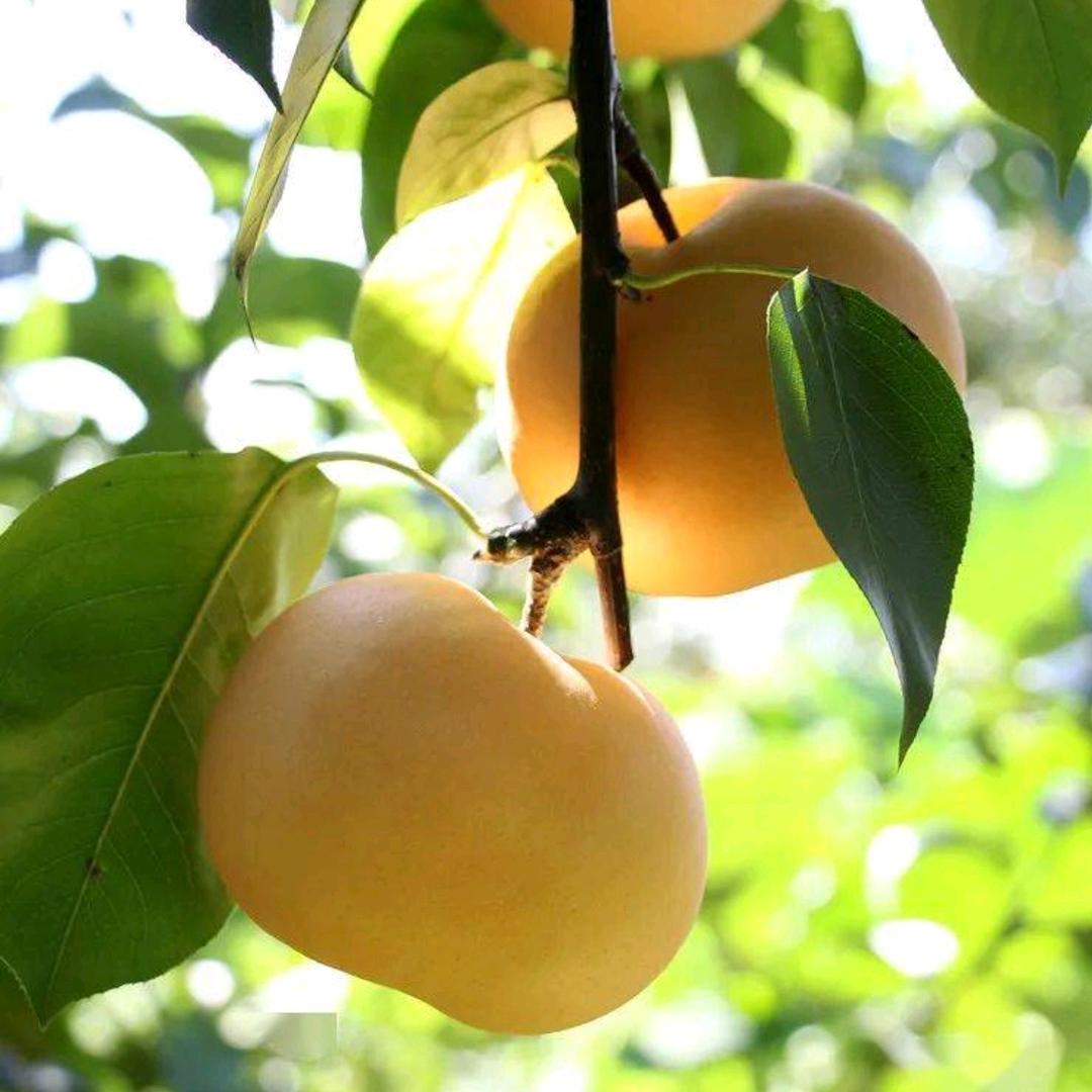 丰县亲子时光家庭农场 戴子峻