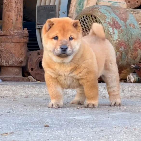 中华田园犬  大黄