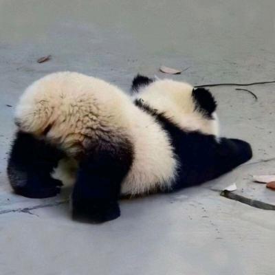动物研究所