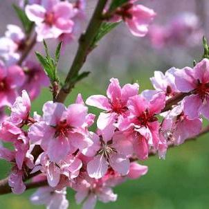 十里桃花🌺