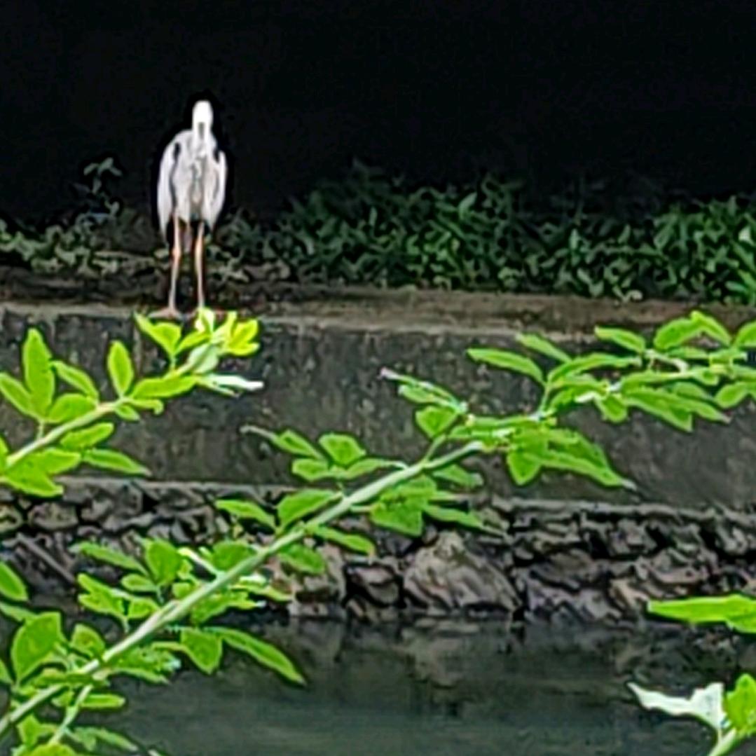 《何》