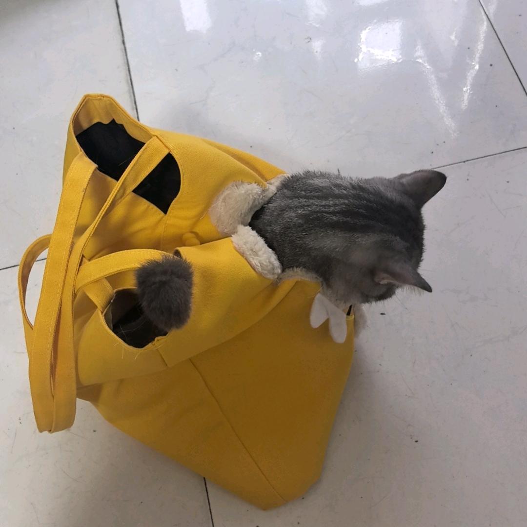 小皇帝