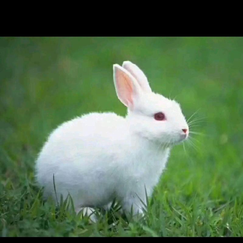 承接红白喜事一条龙及礼仪服务