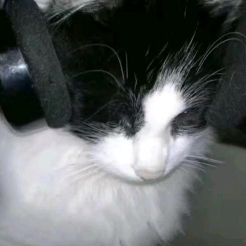 毛球是个小傻狗