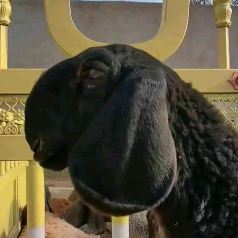 @abla karam 羊🐑
