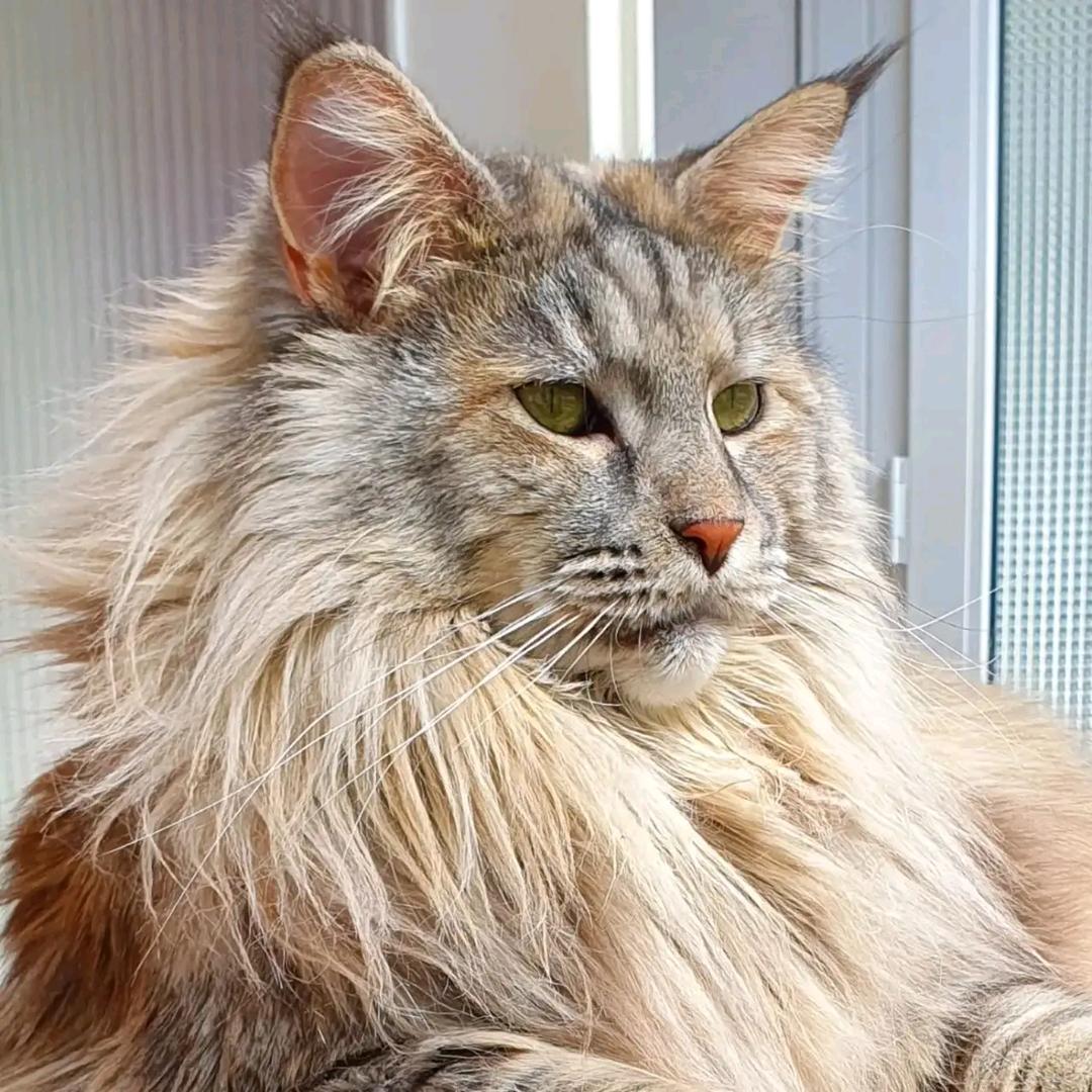 一只爱你的猫