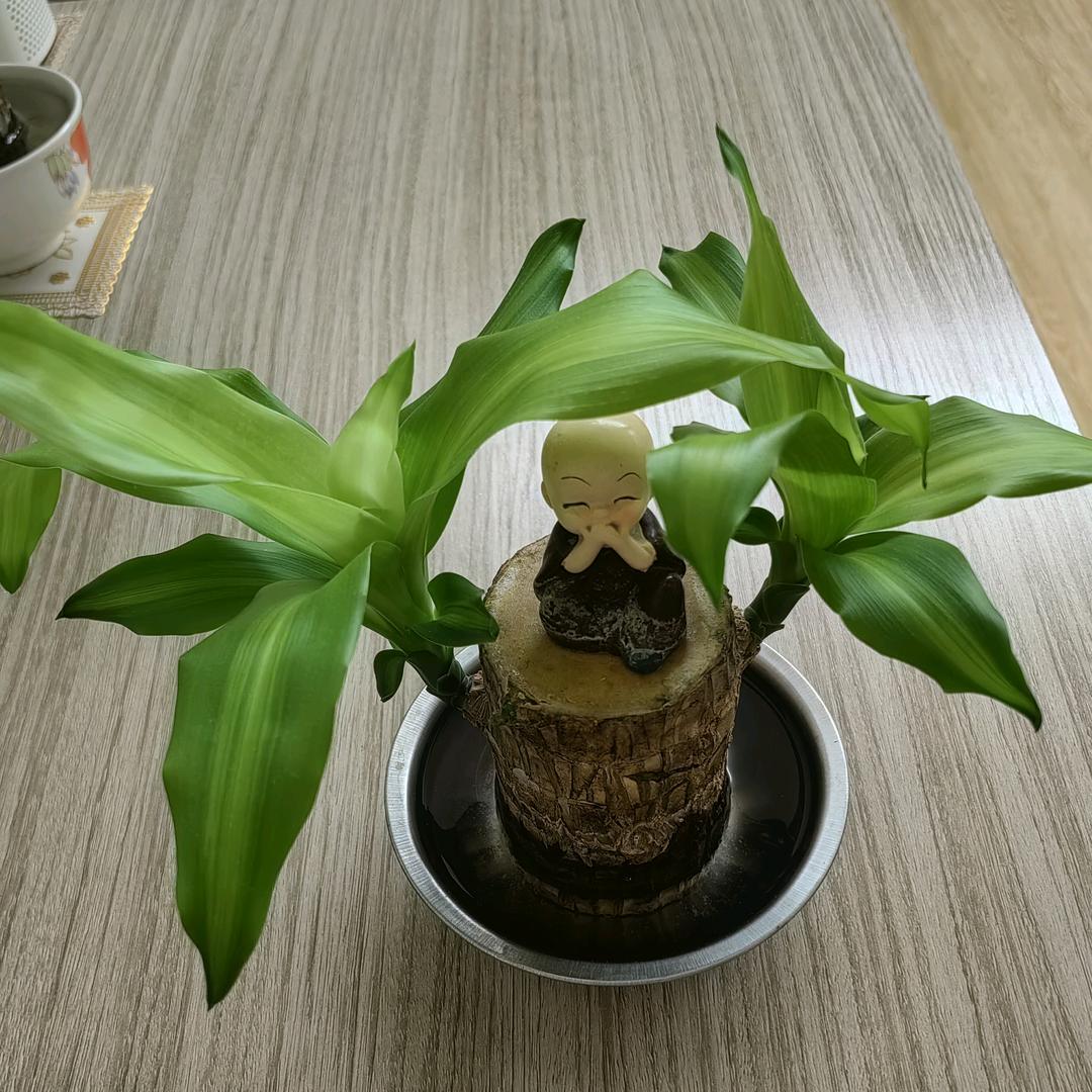 心想事成@