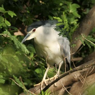 明日方舟代肝小铺