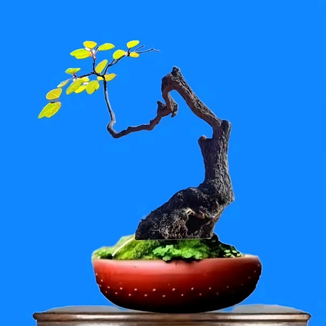乔哥盆景