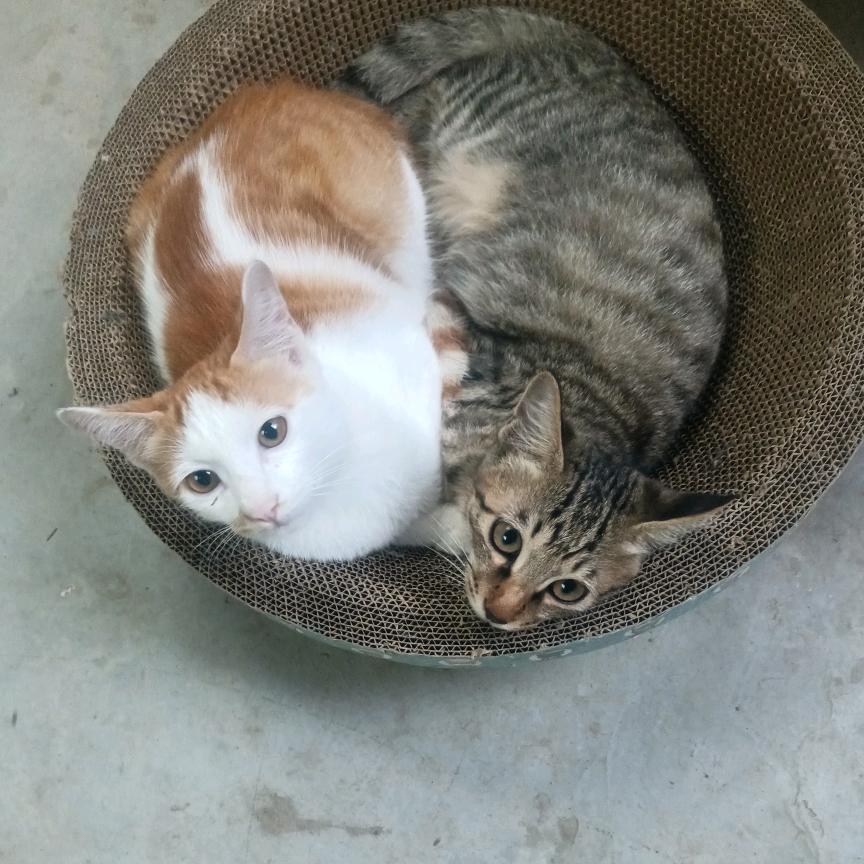 吴所谓