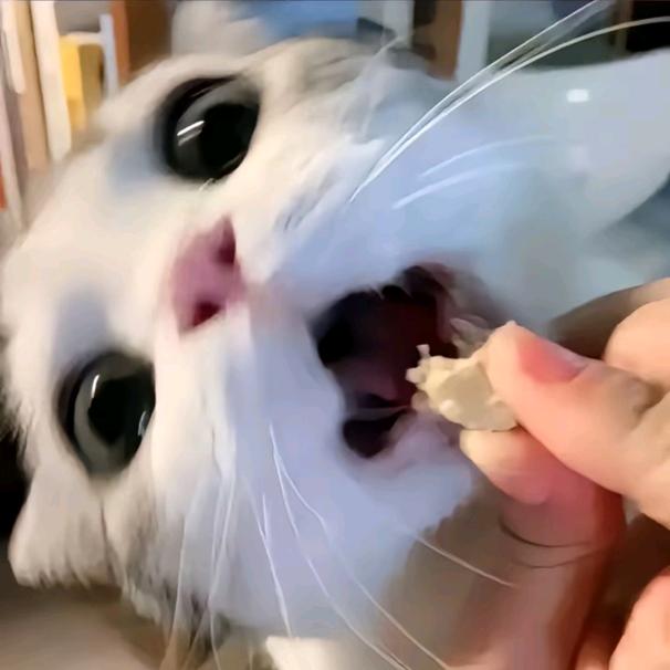 芮芮>ᴗO