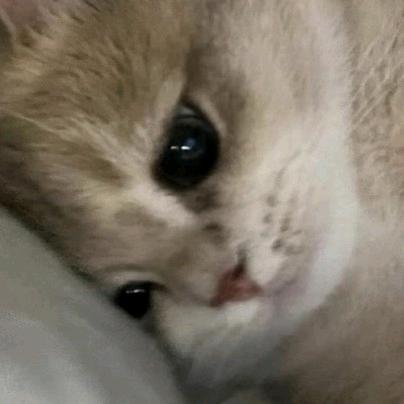 卤金鱼与绿吕驴