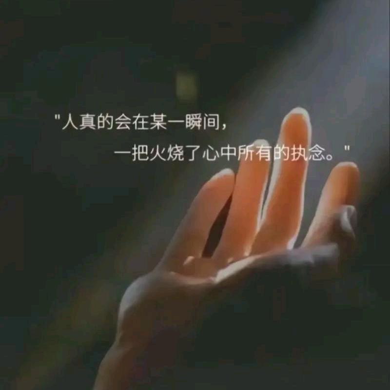 一盆菊花