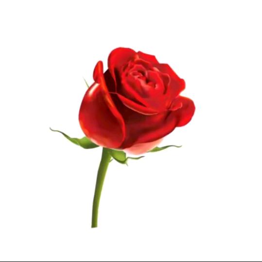 玫瑰花..