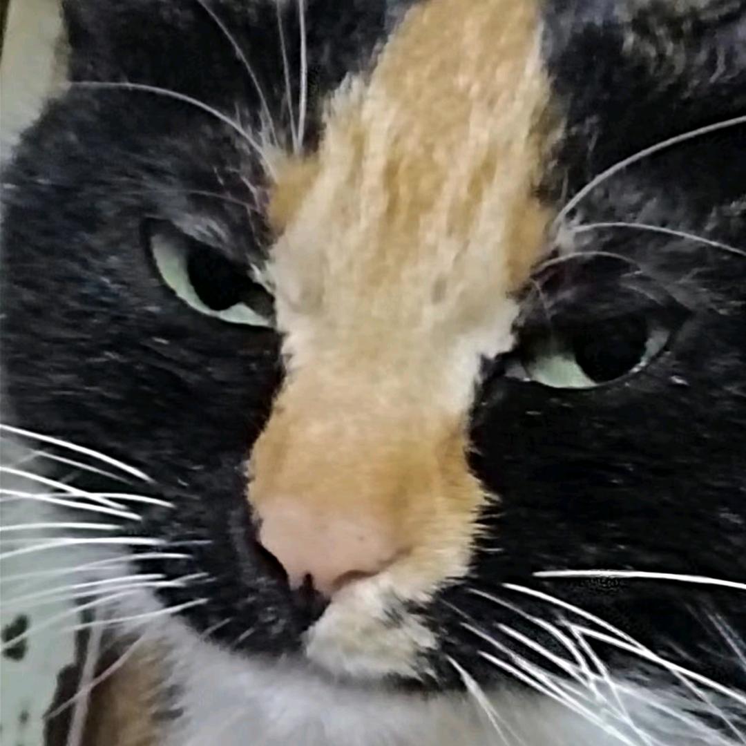 阿猫不是喵