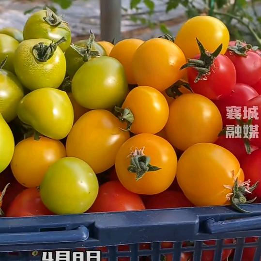 耿耿七彩果蔬
