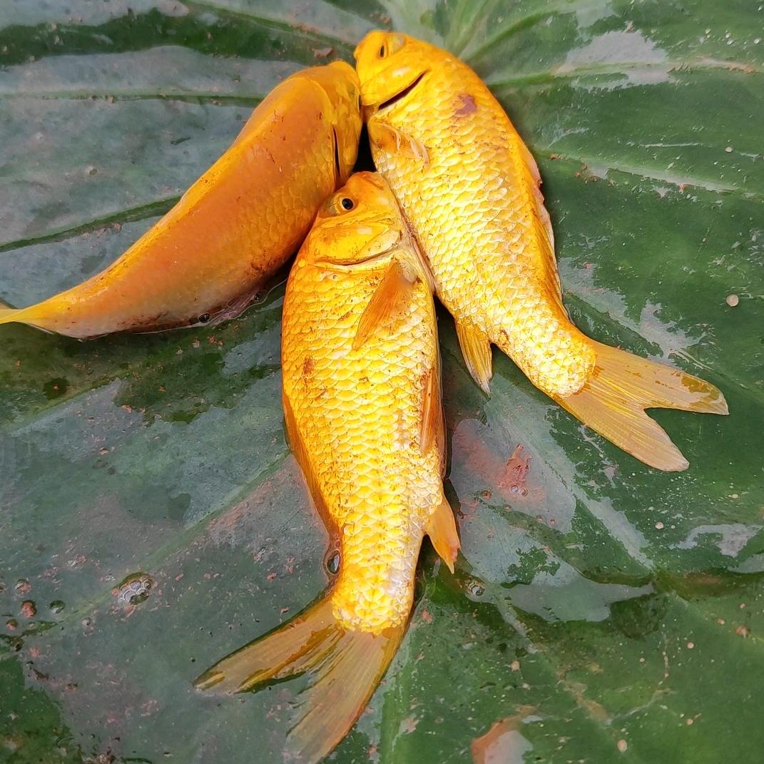 户外小玉