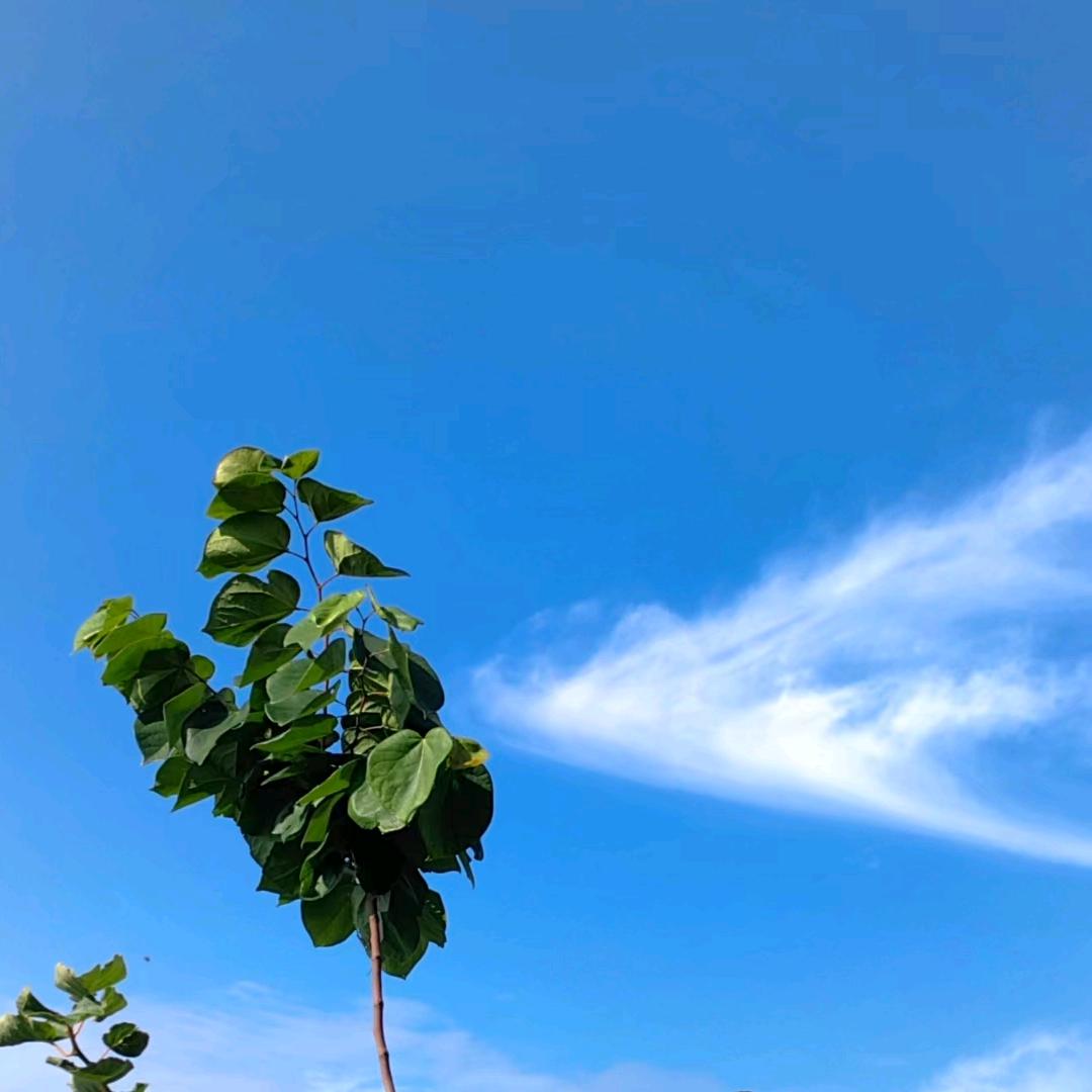 勾大牛