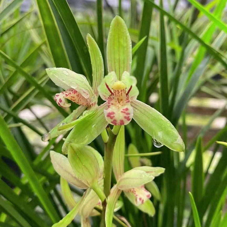 喜之兰花卉供应链