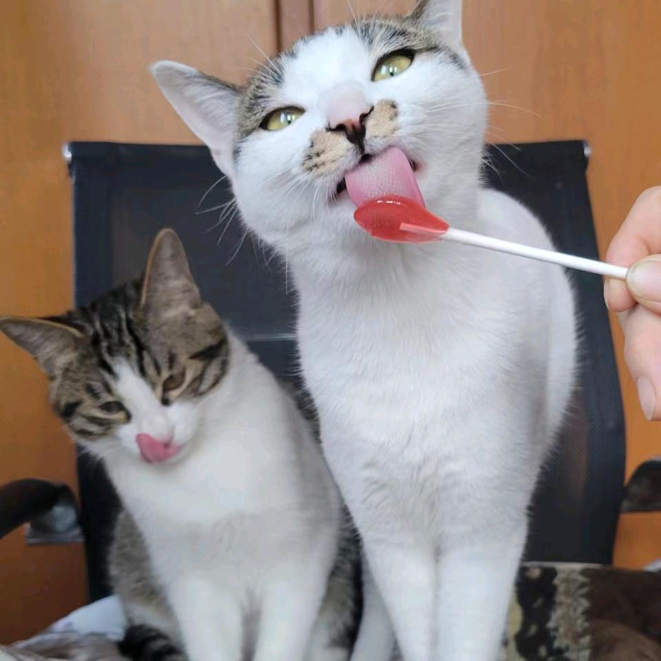 熊猫是猫