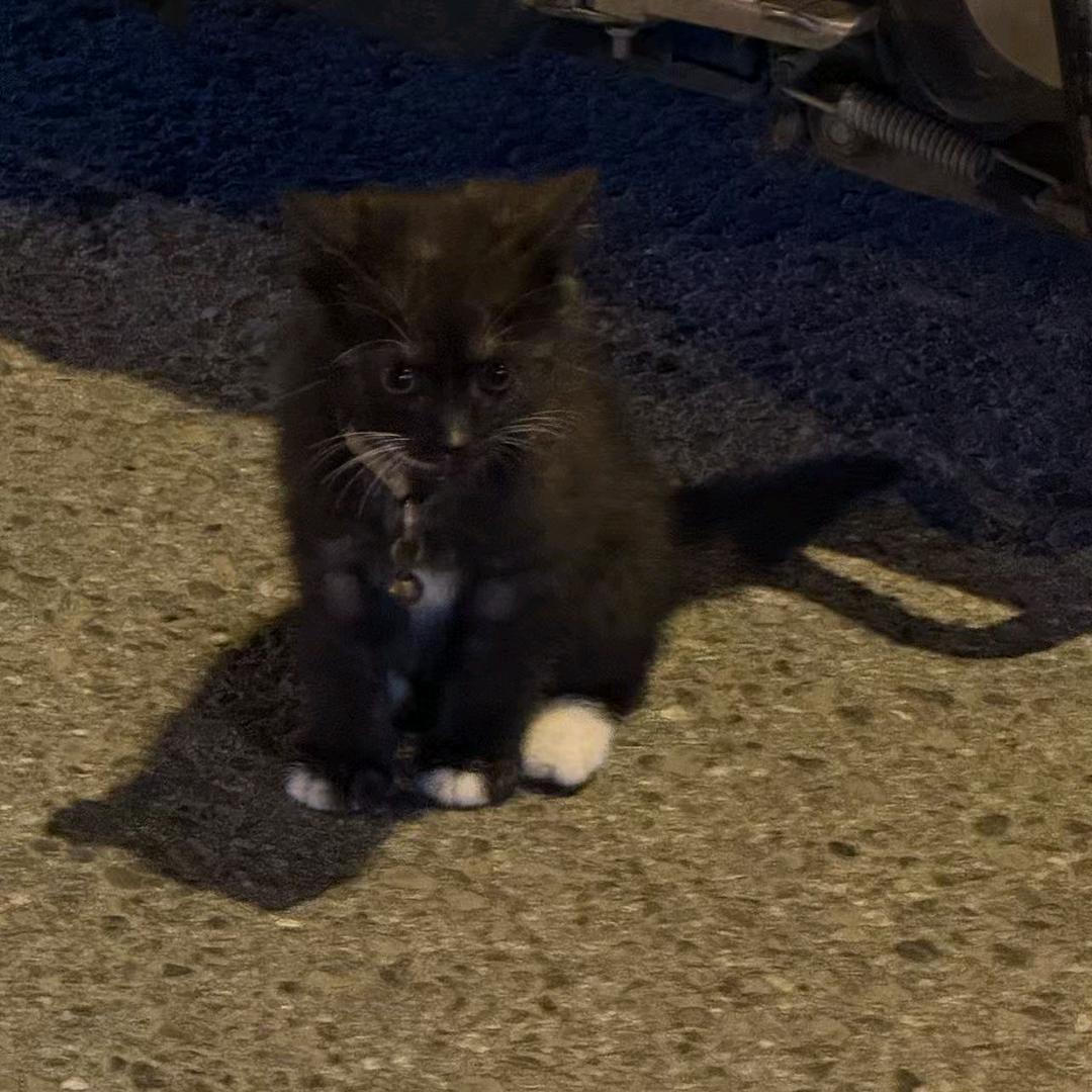 小熊