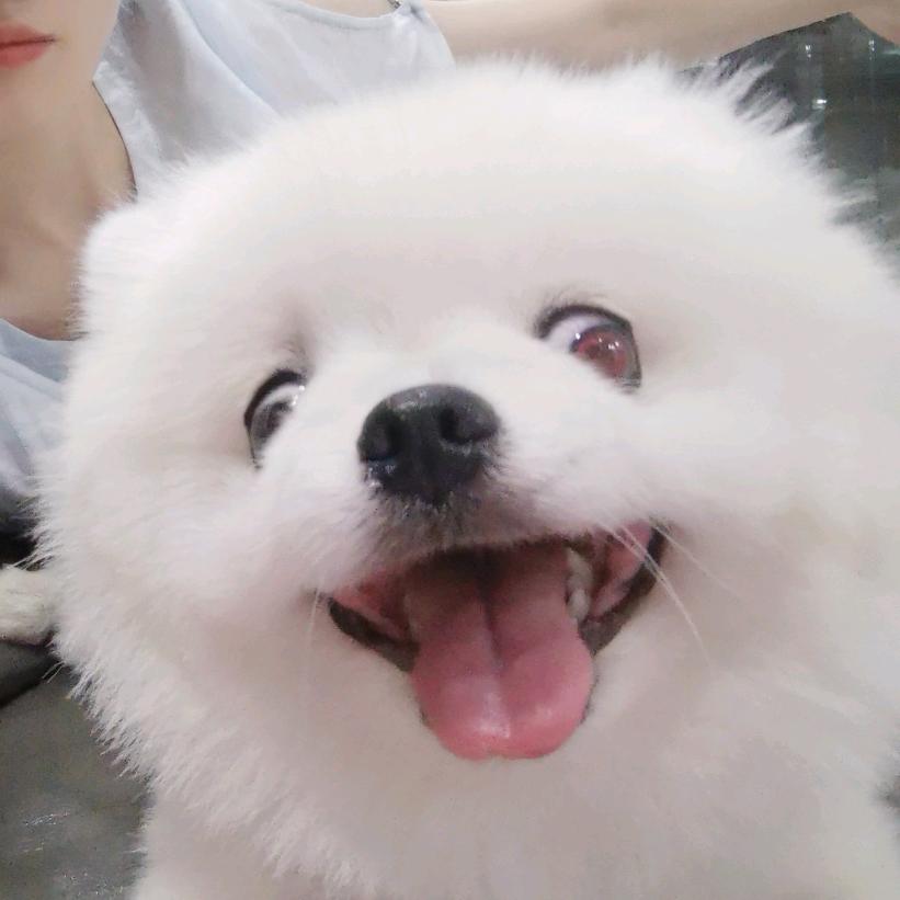 来福小狗