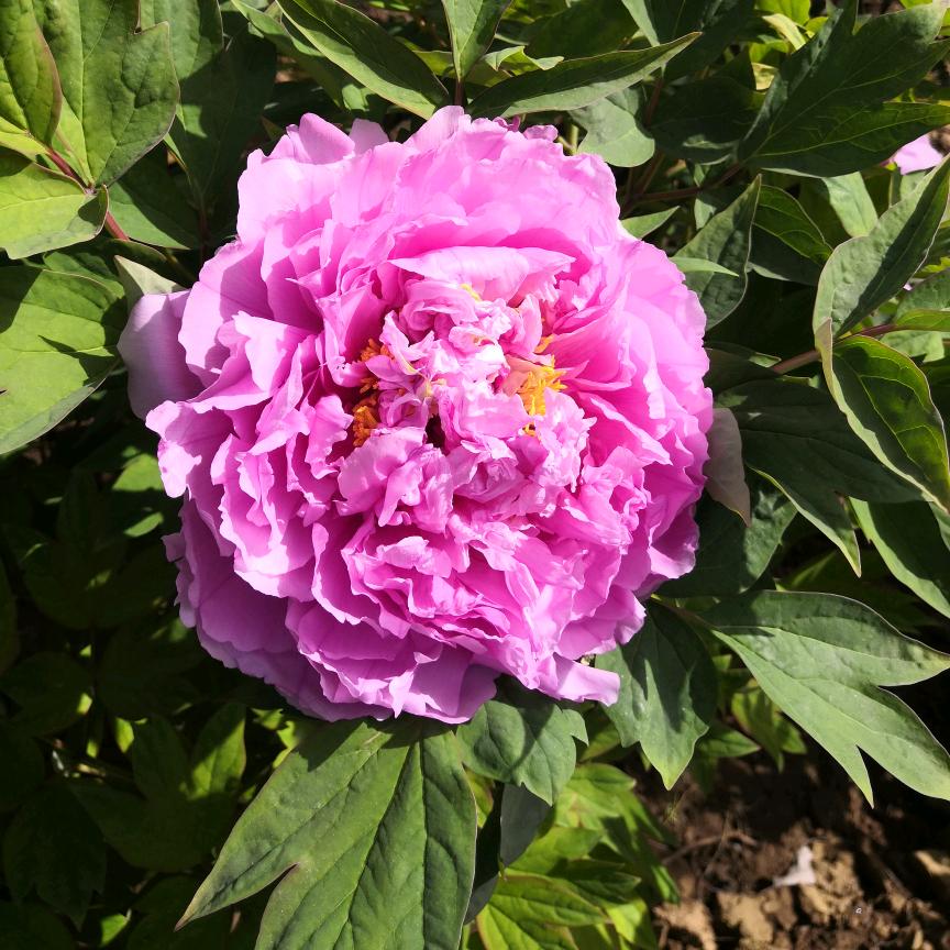 人逢喜事精神爽