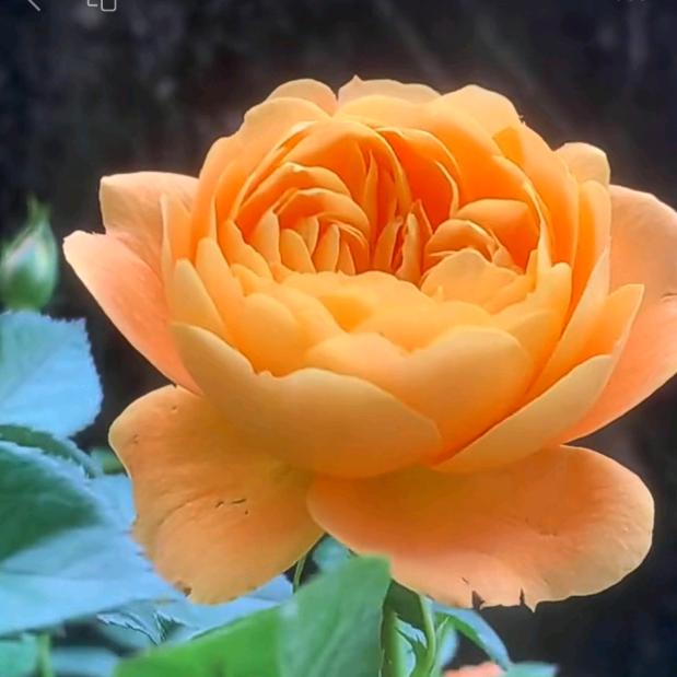 橘州一夜程@混剪