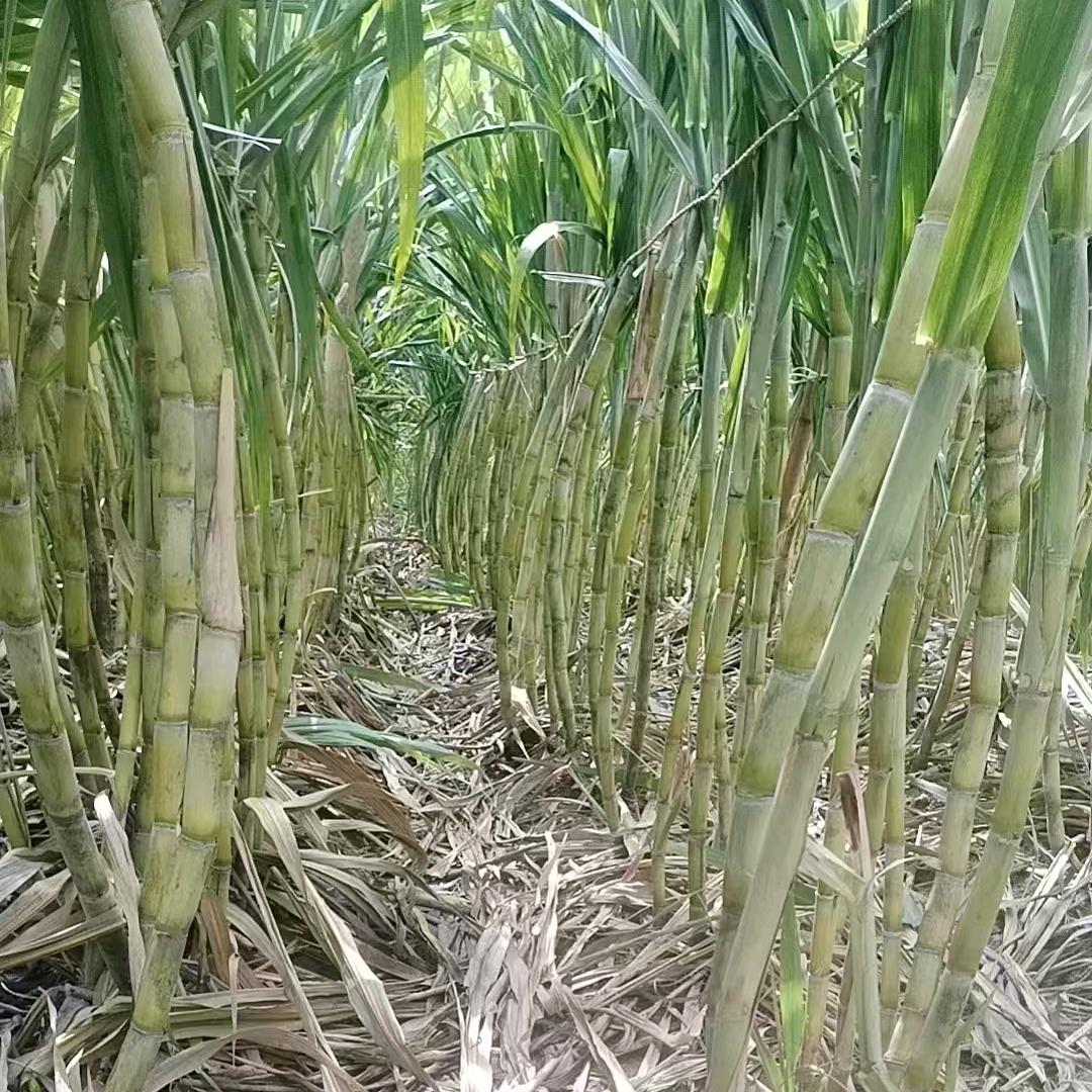 大寨青皮甘蔗，小啊杨