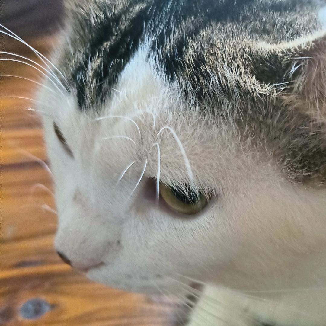 淮南野菊